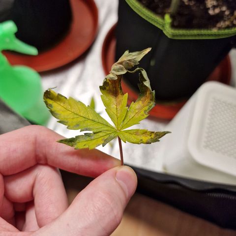 Triple G growlog timeline photo