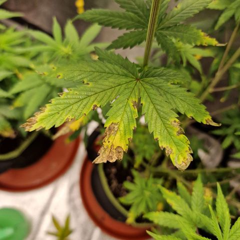 Triple G growlog timeline photo