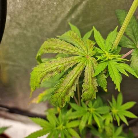 Triple G growlog timeline photo