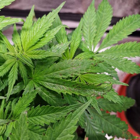 Kalini Asia growlog timeline photo