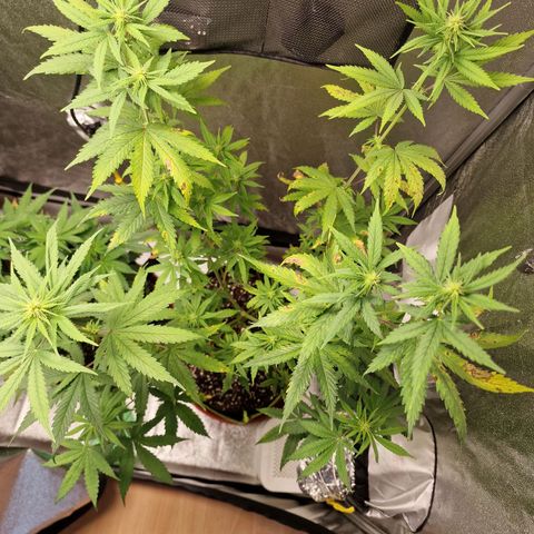 Triple G growlog timeline photo