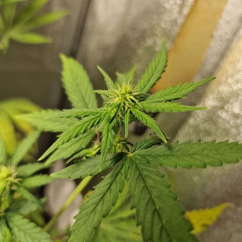 Triple G growlog timeline photo