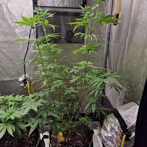 Triple G growlog timeline photo