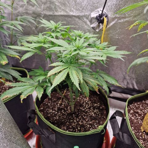 Kalini Asia growlog timeline photo