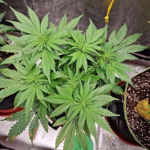 Kalini Asia growlog timeline photo
