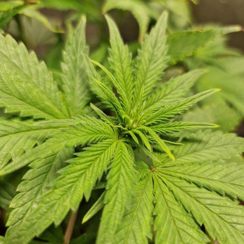 Kalini Asia growlog timeline photo