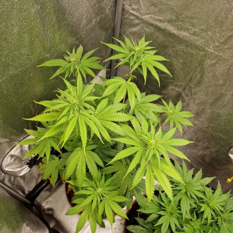 Schokohase  growlog timeline photo