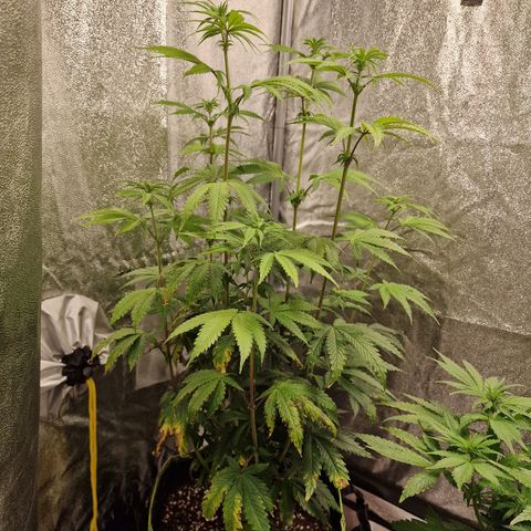 Schokohase  growlog timeline photo