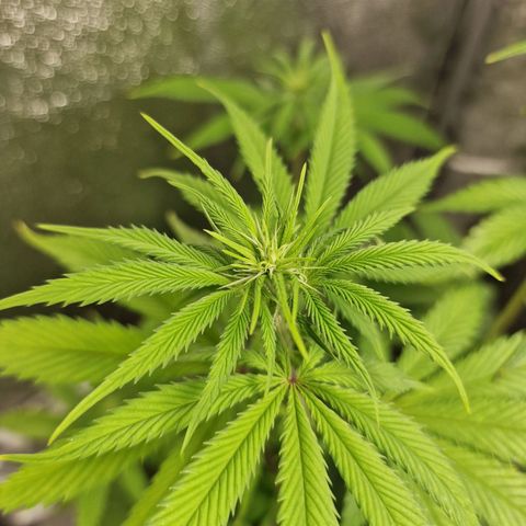 Schokohase  growlog timeline photo