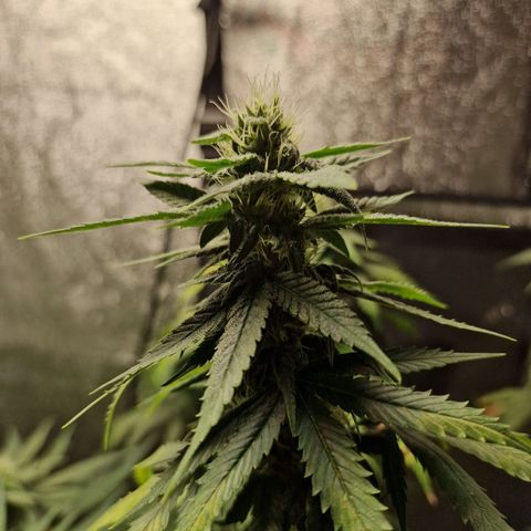 Triple G growlog timeline photo