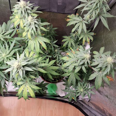 Triple G growlog timeline photo