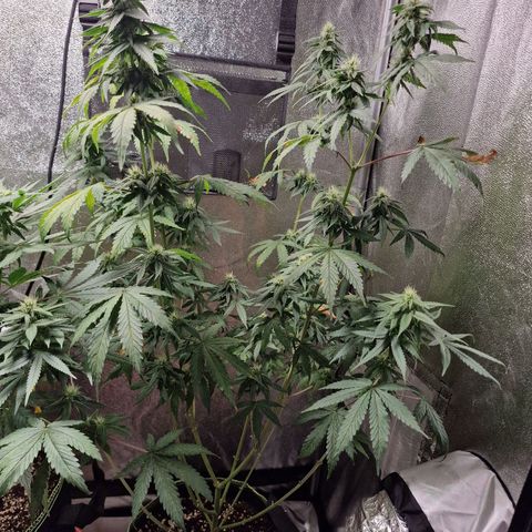 Triple G growlog timeline photo