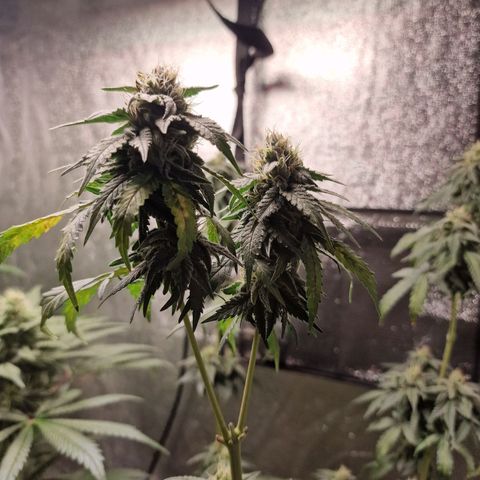 Triple G growlog timeline photo