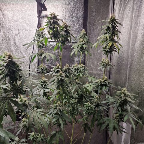 Triple G growlog timeline photo