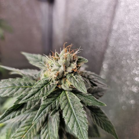 Triple G growlog timeline photo