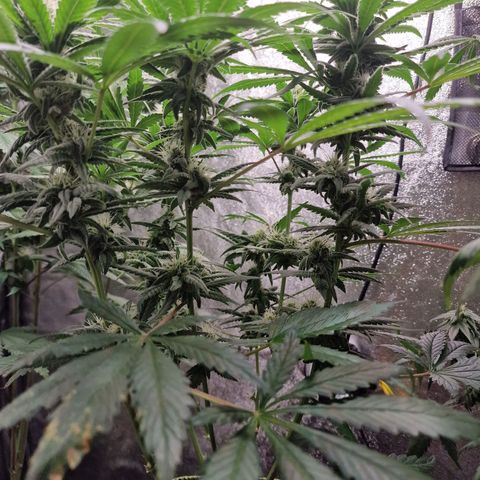 Kalini Asia growlog timeline photo