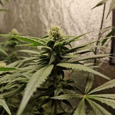 Kalini Asia growlog timeline photo