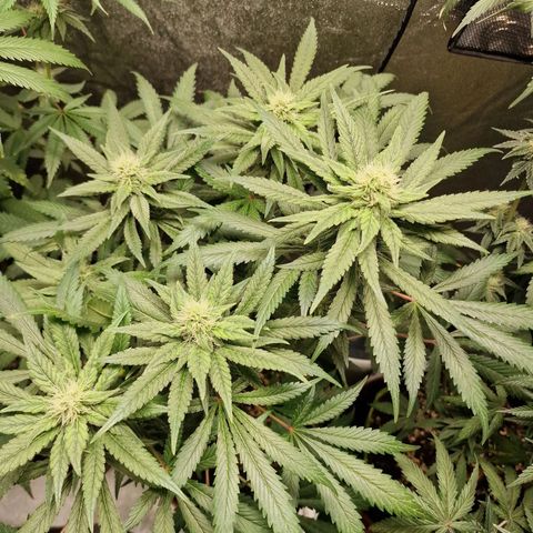 Kalini Asia growlog timeline photo