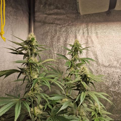 Schokohase  growlog timeline photo