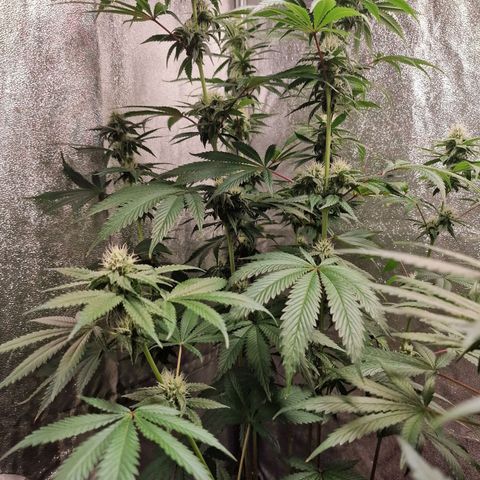 Schokohase  growlog timeline photo
