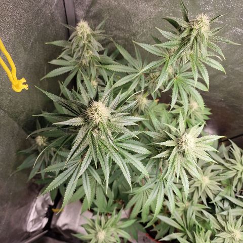 Schokohase  growlog timeline photo