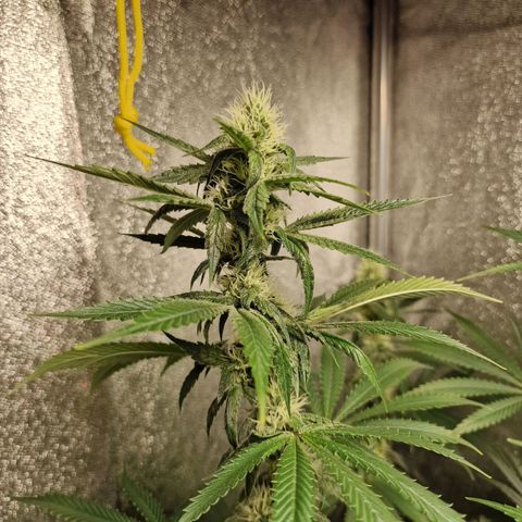 Schokohase  growlog timeline photo