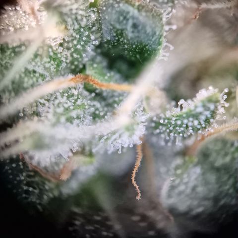 Triple G growlog timeline photo