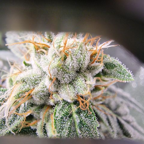 Triple G growlog timeline photo