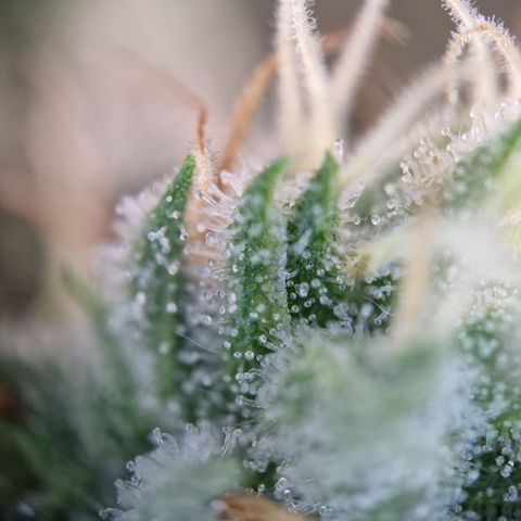 Triple G growlog timeline photo