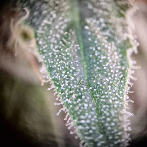 Triple G growlog timeline photo