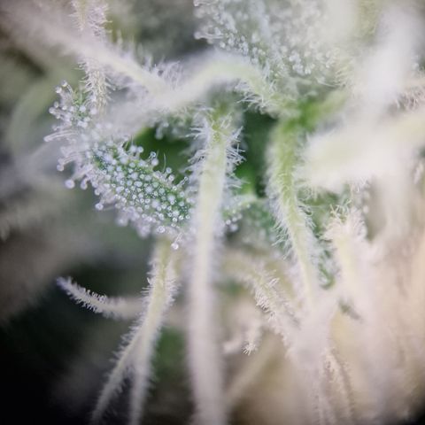 Kalini Asia growlog timeline photo