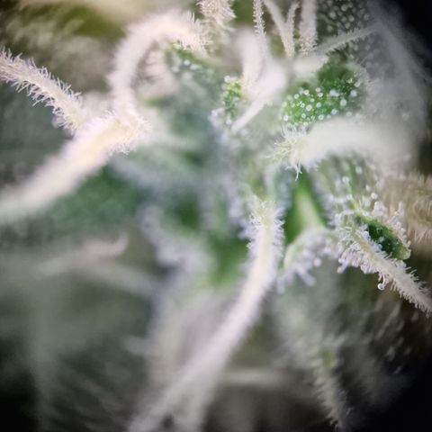Kalini Asia growlog timeline photo