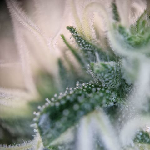Schokohase  growlog timeline photo