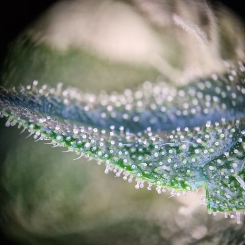 Schokohase  growlog timeline photo