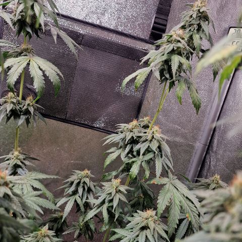Triple G growlog timeline photo