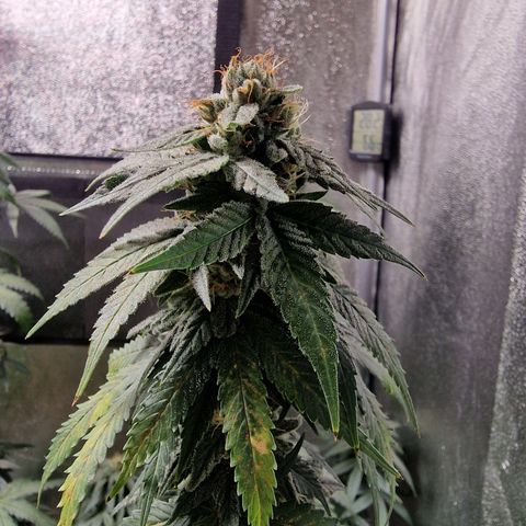 Triple G growlog timeline photo