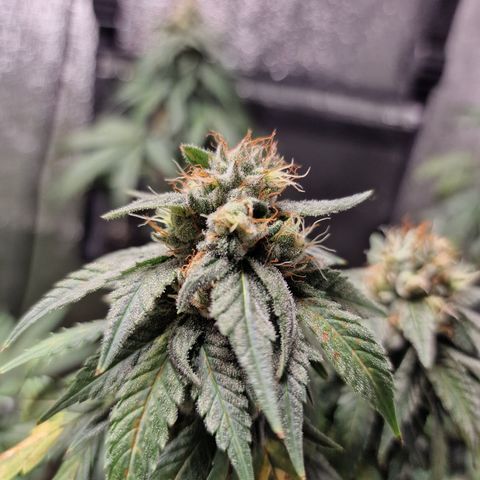 Triple G growlog timeline photo