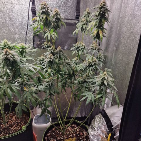 Triple G growlog timeline photo