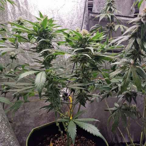 Kalini Asia growlog timeline photo