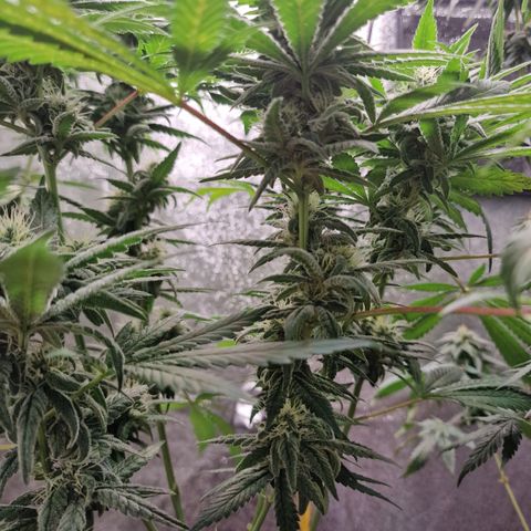 Kalini Asia growlog timeline photo
