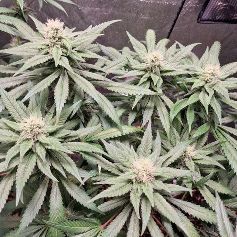 Kalini Asia growlog timeline photo