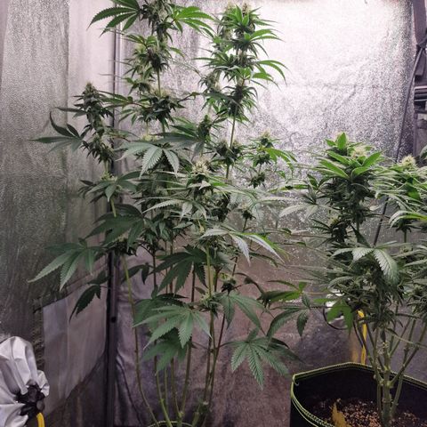 Schokohase  growlog timeline photo