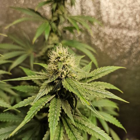 Schokohase  growlog timeline photo