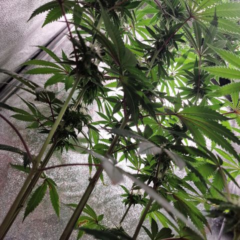 Schokohase  growlog timeline photo