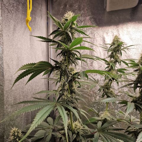 Schokohase  growlog timeline photo