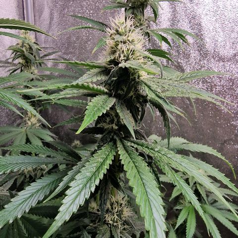 Schokohase  growlog timeline photo