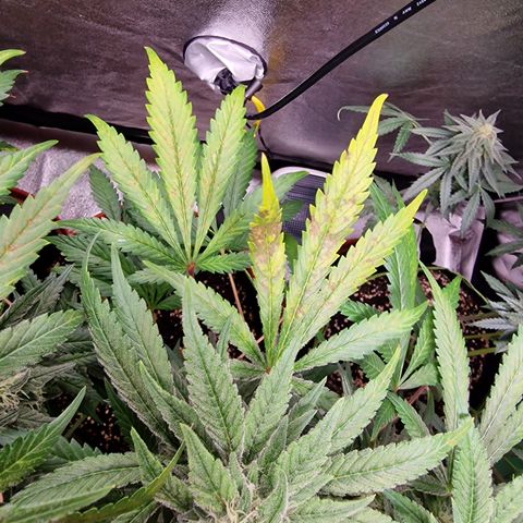 Kalini Asia growlog photo: Blätter rosten und welken wieder. Zu wenig gedüngt?
Mit CalMag, Boost & Flores gedüngt, Fe/Mn Spray verwendet.