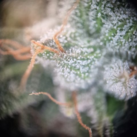 Triple G growlog timeline photo
