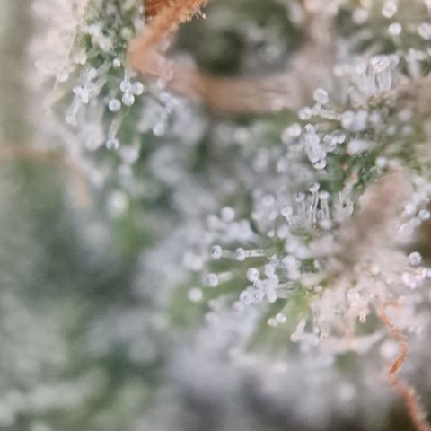 Triple G growlog timeline photo