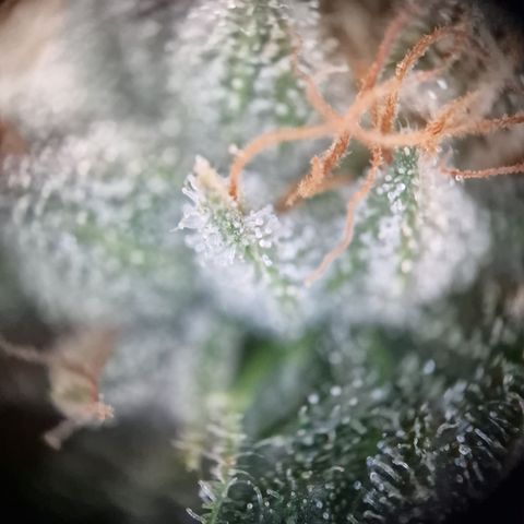 Triple G growlog timeline photo